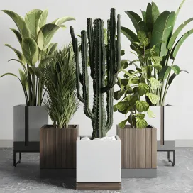 Plant box indoor outdoor plant